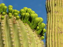 Saguaro Cactus